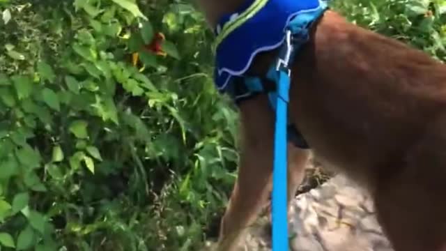 Baby Deer and Golden Retriever Are Adorable Friends