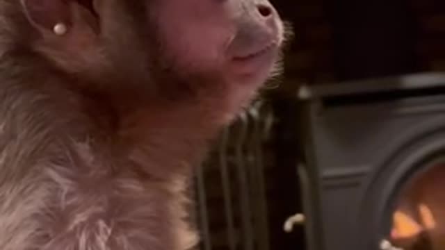 LET HIM GO 🎥🐒
