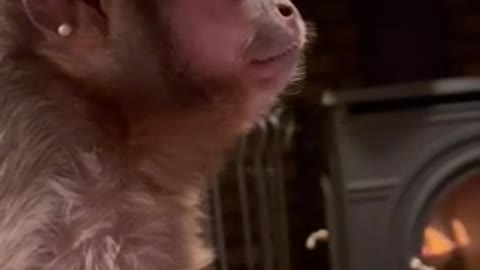 LET HIM GO 🎥🐒