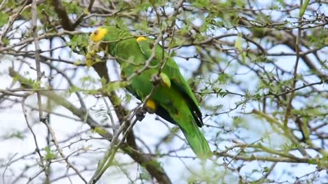 yellow shoulder amazon paroot