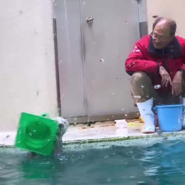 Sea otters are incredibly intelligent and social creatures!