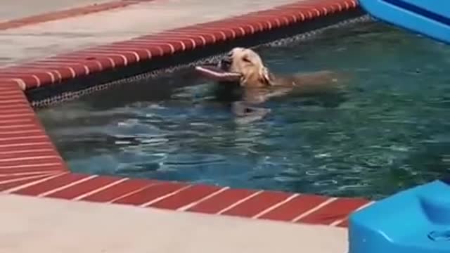 Smart dog intentionally drops his toys in the pool so he can jump in and save them.