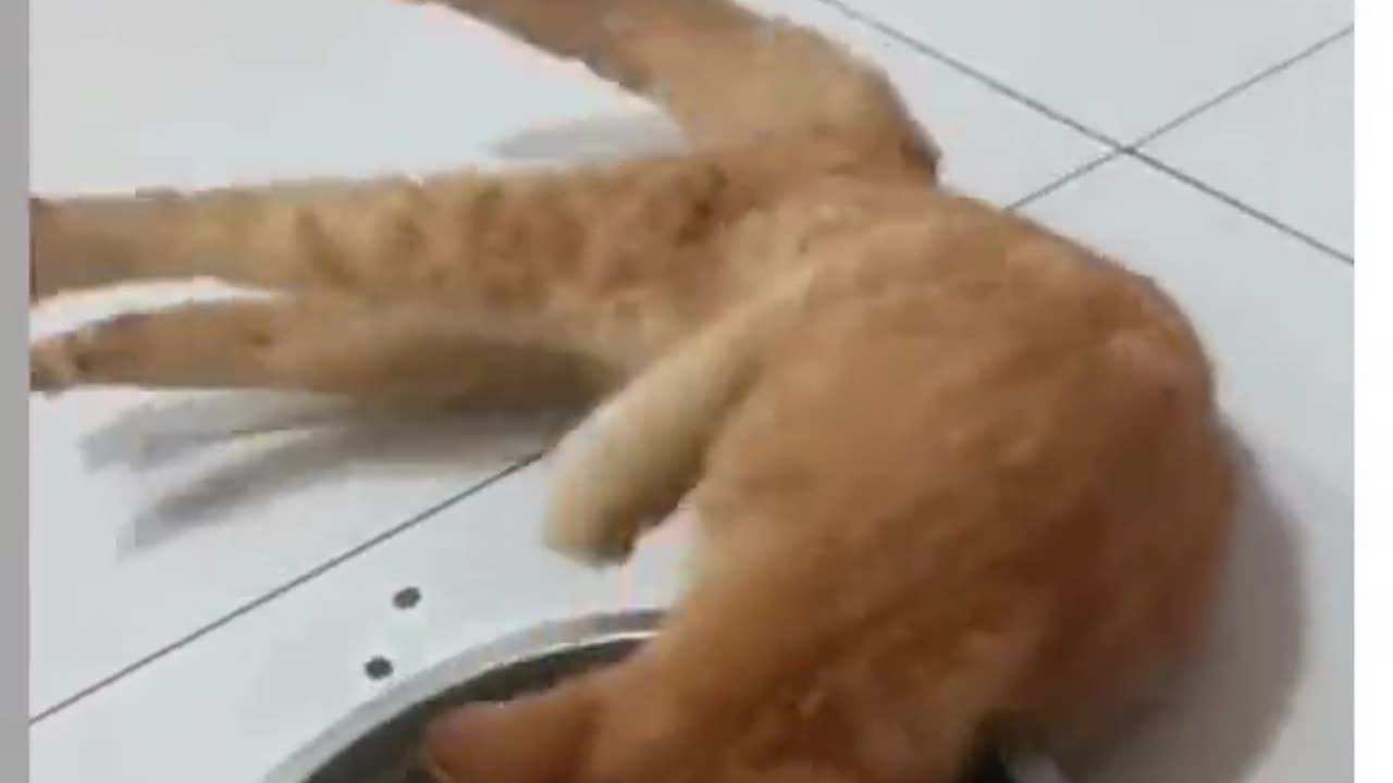 FUNNY CAT VIDEO