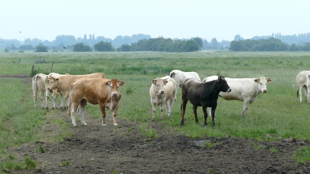 Curious cows in The Netherlands