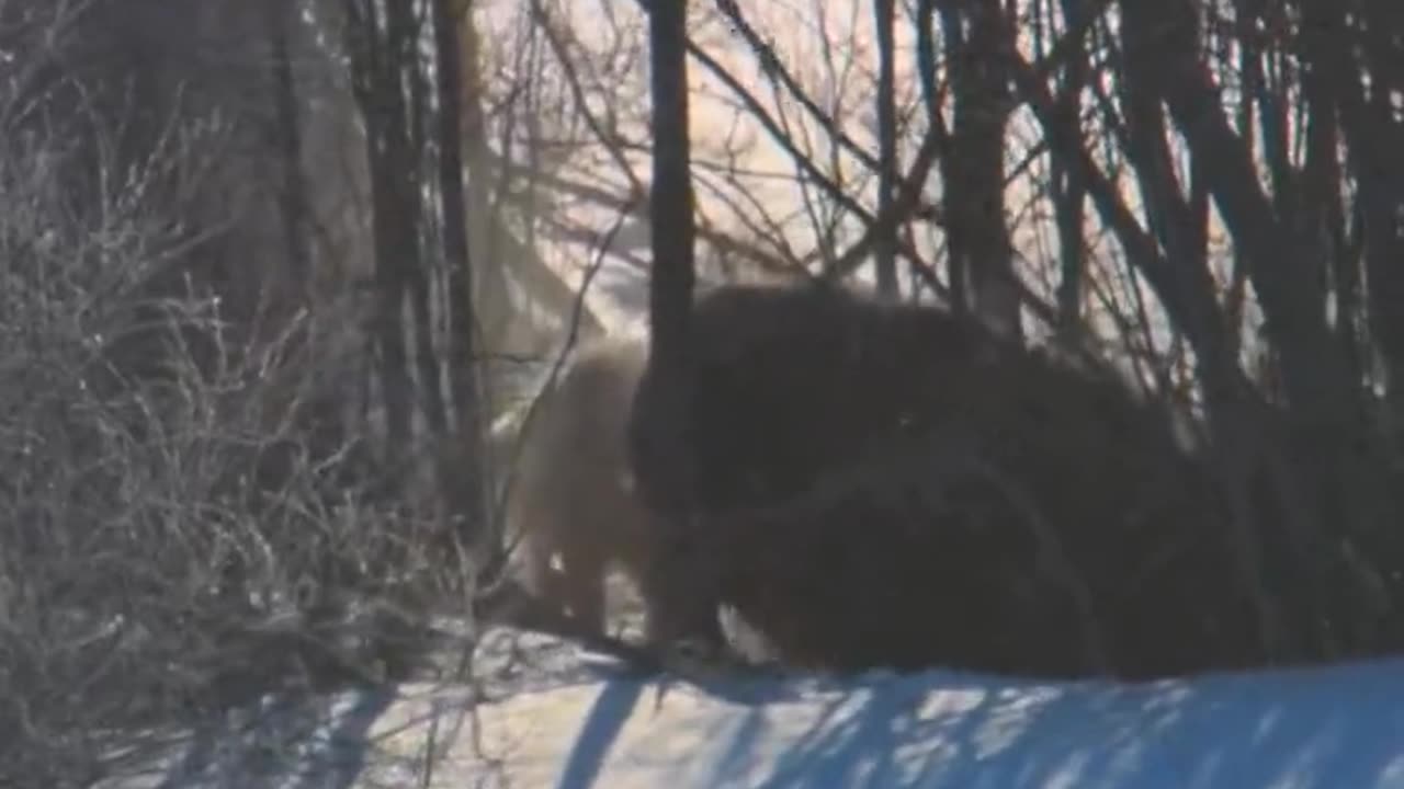 Bear in cold area