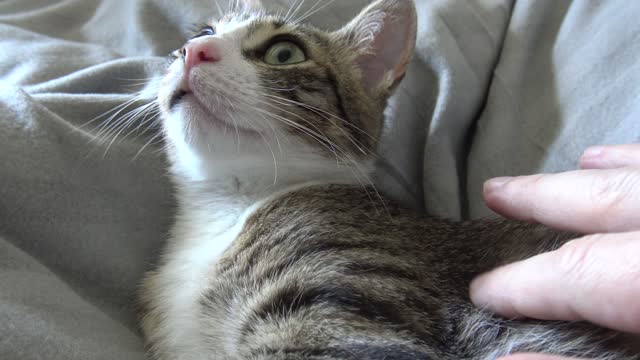 I See the Terrible Fly! I Am Petrified!