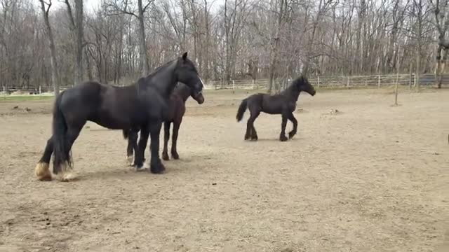 Beautiful horse play-an adorable game.