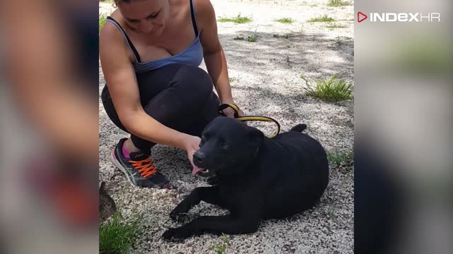 200 njuškica u azilu Zadar gura njuške i šape kroz kavez da ih netko primijeti