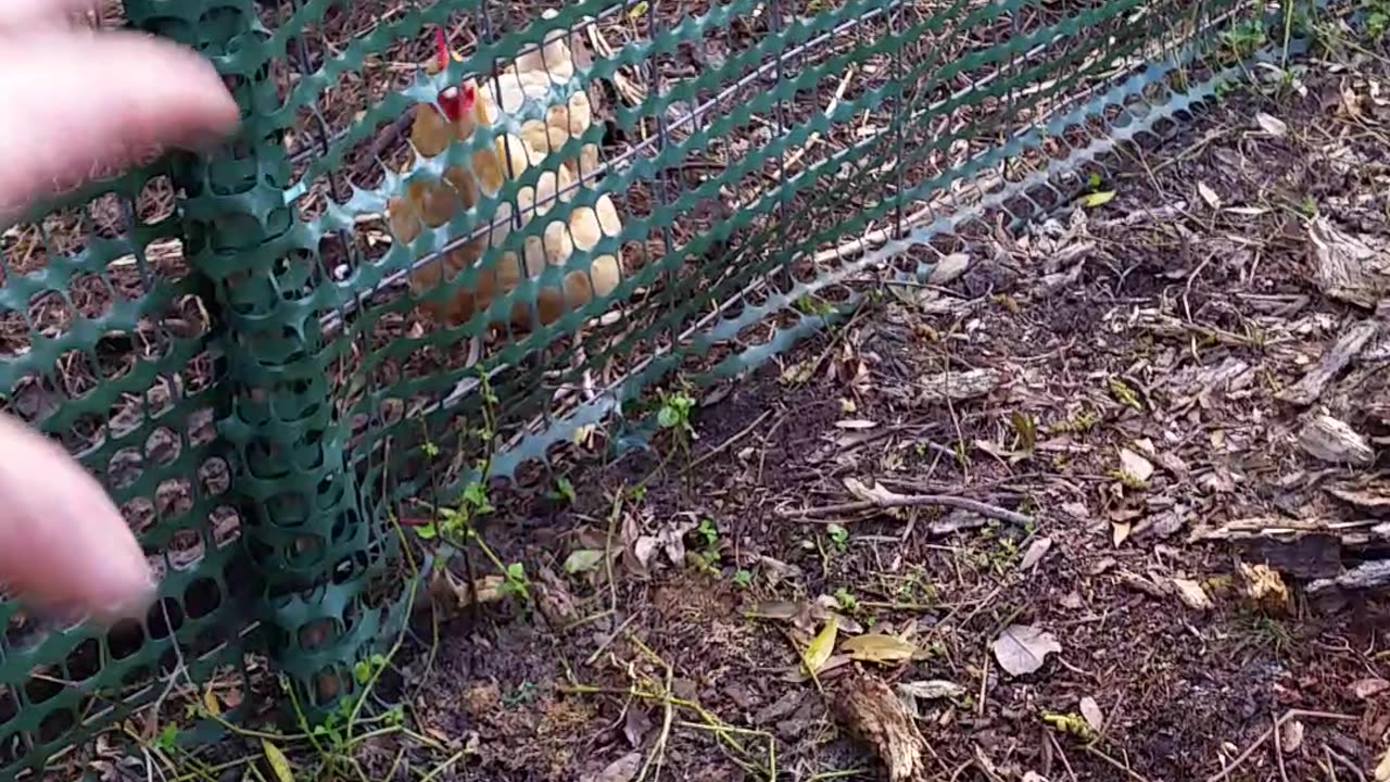 Clearing Termite Infested Deadfall