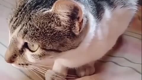 Very cute cat