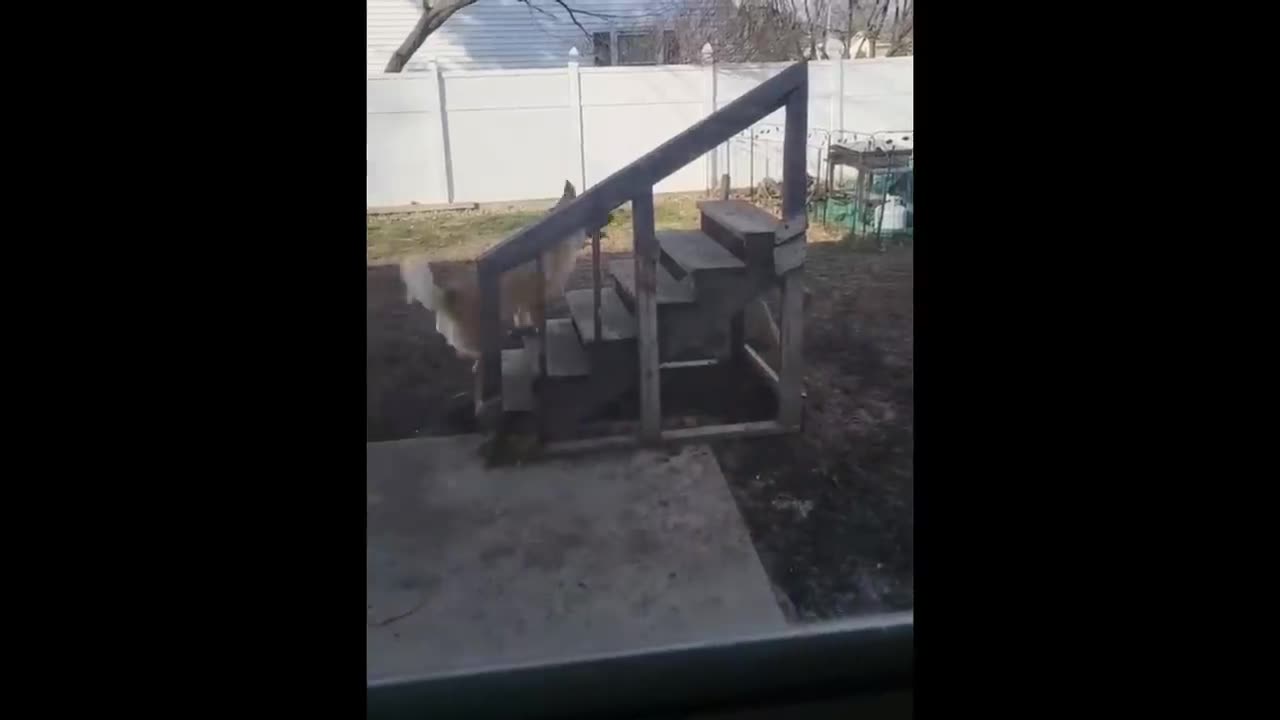 Funniest Cats And Dogs Videos 😁 - Best Funny Animal Videos 2024