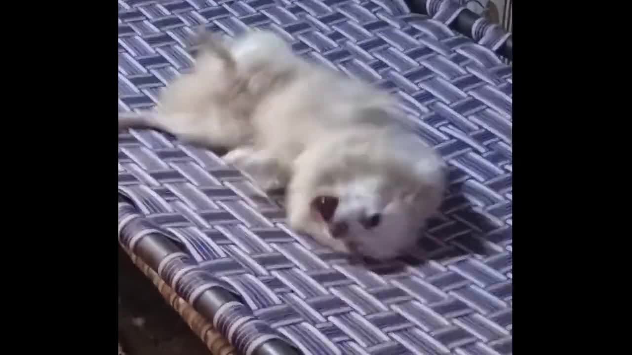 Cute funny dog video 😀😀😀 watch till the end