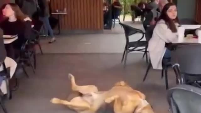 Funny animals - Funny cats / dogs - Funny animal videos