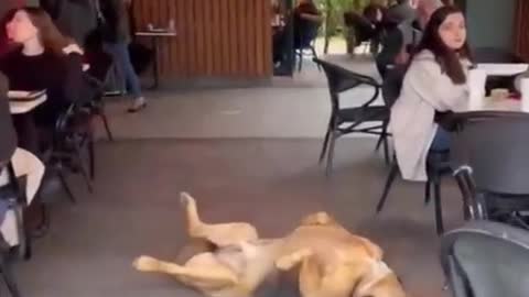 Funny animals - Funny cats / dogs - Funny animal videos