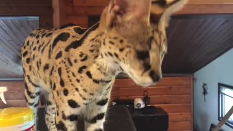 Too beautiful serval sounds