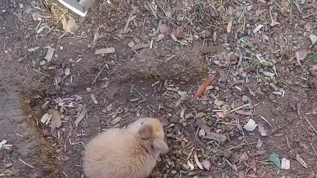 Rabbit family eating together