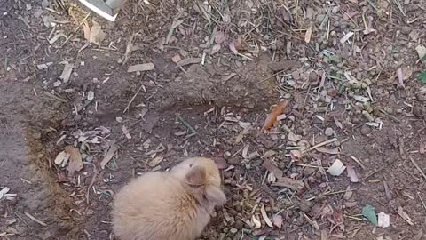 Rabbit family eating together