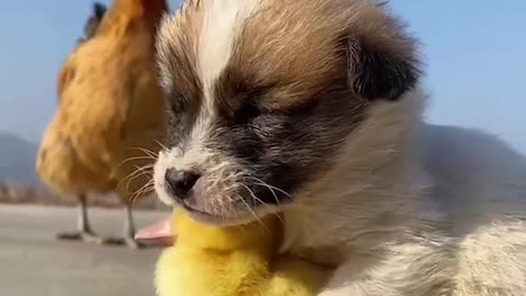 HEN Ducks & Dog cute moment