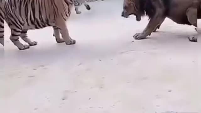 Lion King jungle vs tiger group fighting