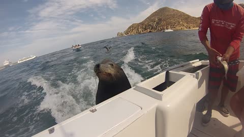 Cabo Sea Lions