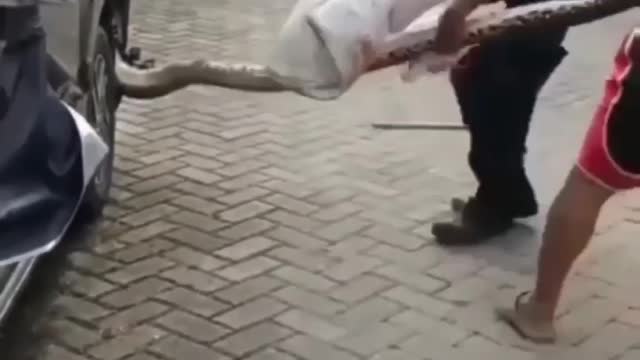 Cute animal behavior makes you happy