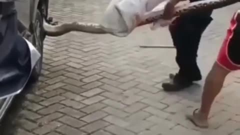 Cute animal behavior makes you happy