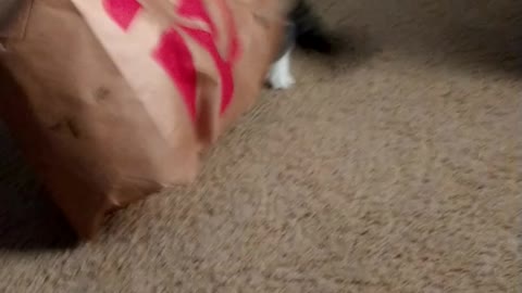 Cat in fun bag