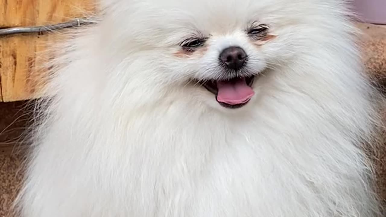 New Funny Dogs Video.Funniest Dogs Video.