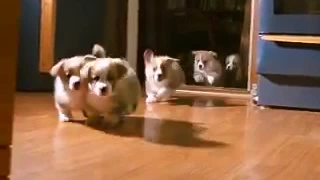 5 little welsh corgi pembroke puppies