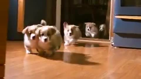 5 little welsh corgi pembroke puppies