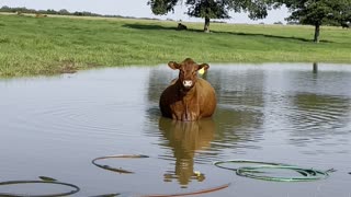 Pregnant Cow Cools off in the Pond