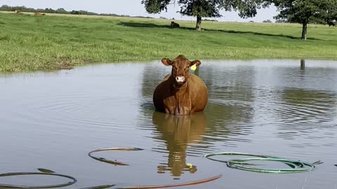 Pregnant Cow Cools off in the Pond