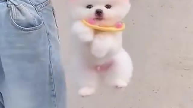 Cute Pomeranian Puppy