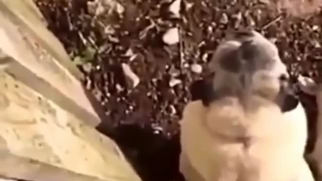 Dogs Are More Funnier Than Human ! can't Stop laughing .