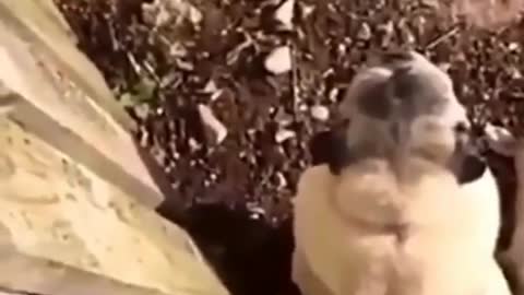 Dogs Are More Funnier Than Human ! can't Stop laughing .