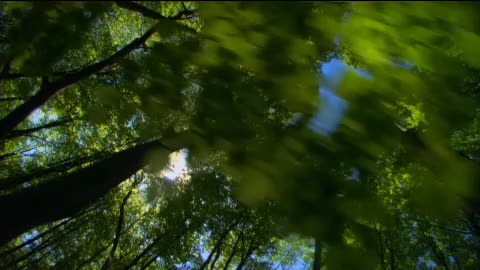 The primeval forest