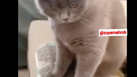 Funniest cats ever
