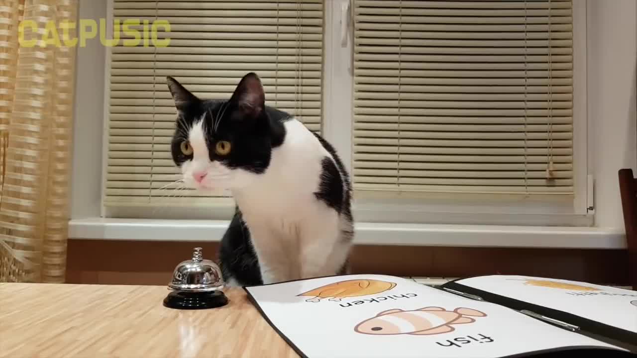 Funny cat video