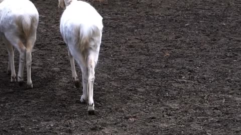 Smooch Love For Animals Damm Wild Roe Deer Albino