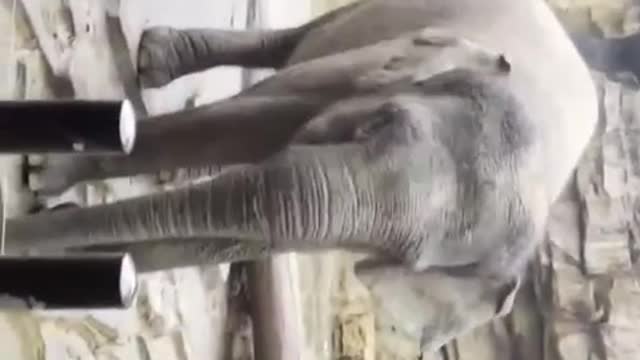 Elephant nose spray