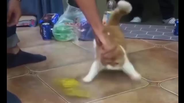 Cat Comedy Video Cat Funny video Part42 #CatShort #CatVideo