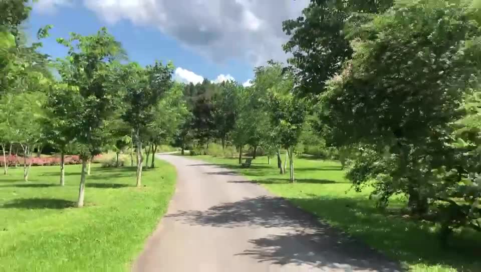 The forest under the sky