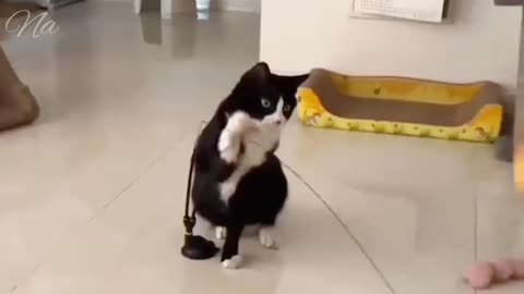 Cats And Friends " Funny Cats Video 2023