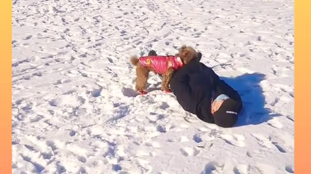 Funny and Cute Dog Video Compilation_#short