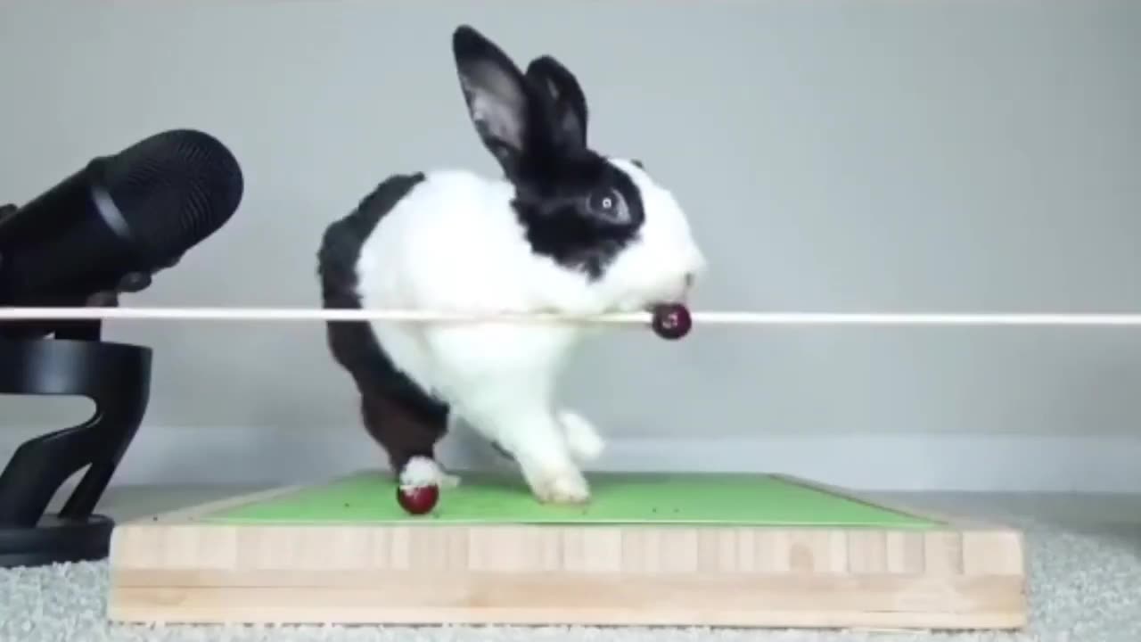 A bunny rabbit unexpectedly falls