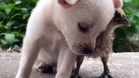 The puppy just fell asleep with the chick on his pillow