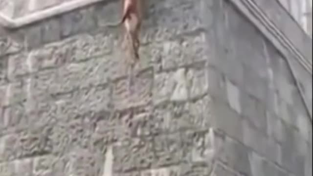 Funny Dog Video 2021 - Well trained to climb walls