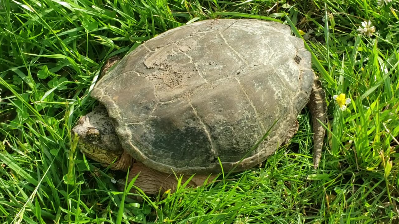 DANCING WITH THE SNAPPING TURTLE