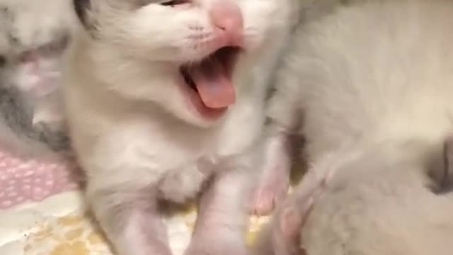 Funny Animals baby cat request mom milk.