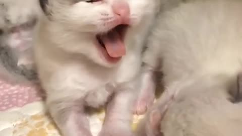 Funny Animals baby cat request mom milk.